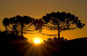 araucaria-por-do-sol