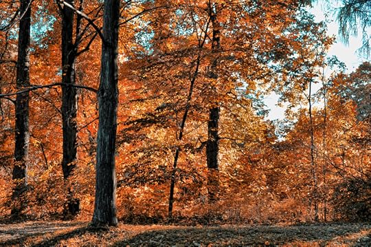 how to sew a landscape quilt by Nancy Zieman Natalie Sewell
