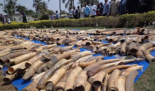 Togo intensifica esforços para combater o tráfico de marfim Foto: Emile Kouton/AFP
