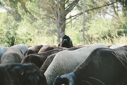 cão