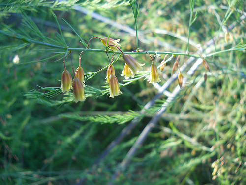 solstice bells