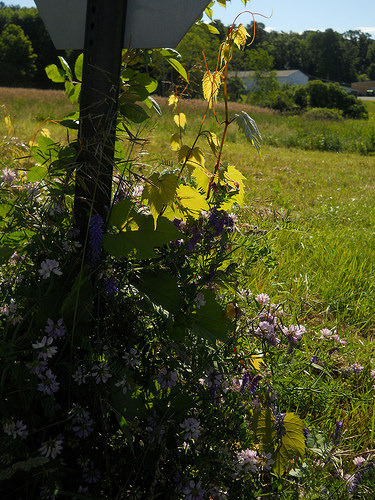 wildflowers and vines