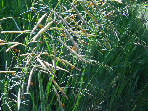 grass flowers