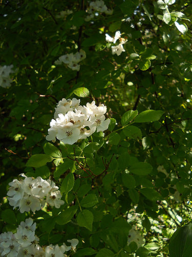 rosa multiflora in bloom