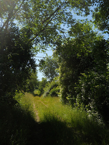 fairy lane