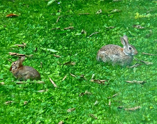 2 Frequent Visitors to Our Yard, 2 Reasons I love Summer