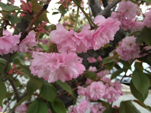 Flowers 6