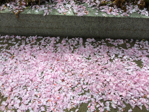 Flowers 4