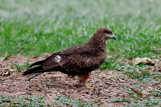 red kite bird photo: Kite Lalbagh-3.jpg