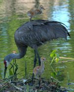 Sand hill crane with chicks. These guys are huge, coming up to your car windows.They are monogamous, and will often stand over a lost loved one for weeks. They will pair off again with their young, whom they raise to adulthood.