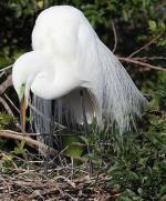 Egret in mating plumage.