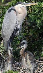 Heron with chicks.