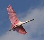 Rosette Spoonbill in flight.