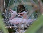 Rosette Spoonbill chicks.