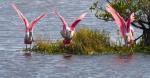 Spoonbills on the water.