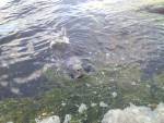 manatees