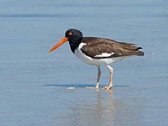 Oystercatcher