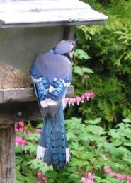 Blue Jay