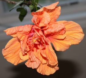 Asymmetrical flower