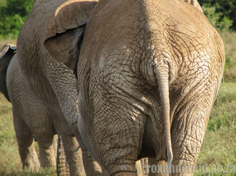 Elephants