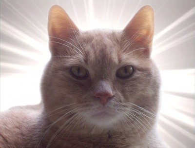 cat_euthanasia