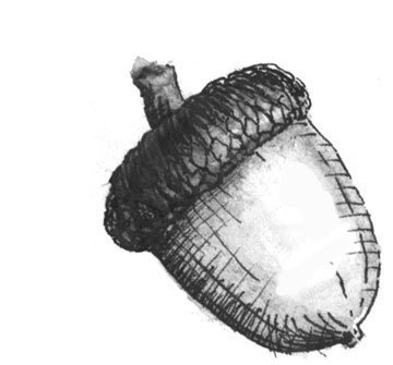 acorn