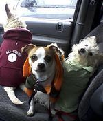 YeloDoggieTacoMariaLammyLam