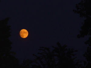 Strawberry Moon or Honey Moon by npclark2k || morguefile