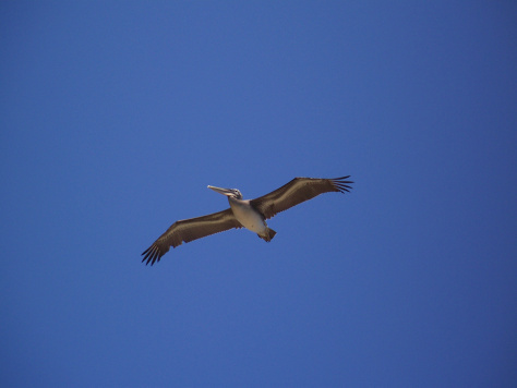 Random picture of a pelican
