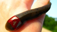 Adobe the leech - original photo by OakleyOriginals on Flickr