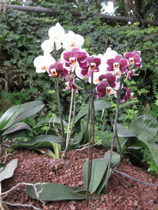 Orchids