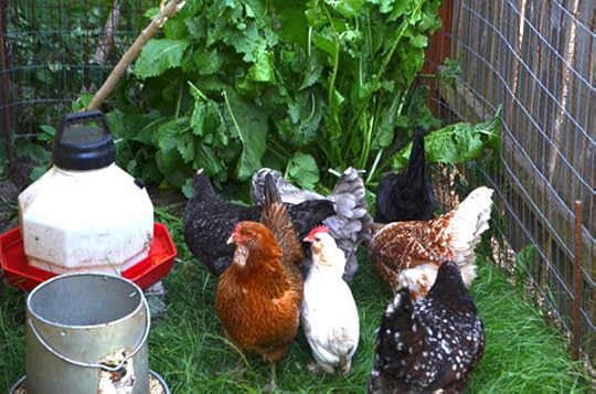 chix-new-digs