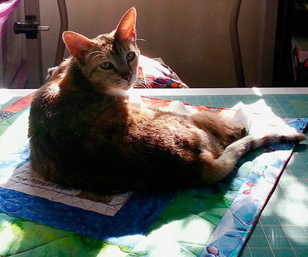 I hear she is quite the catnip quilt connoisseur!