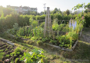 Michigan Street Allotment Garden