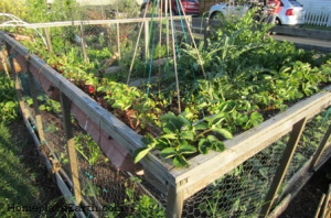 James Bay Allotment Garden