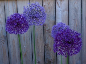 DSCN0710