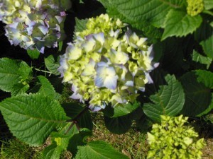 DSCN0719