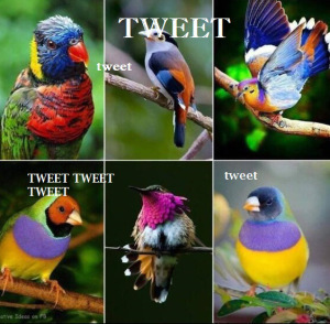 bitrds-bqyc4awciaaulkymii