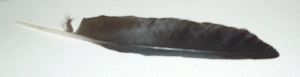 FEATHER1