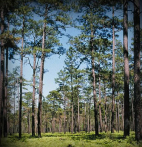 longleafforest