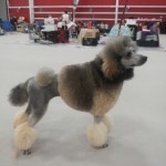SablePoodle (263x350)