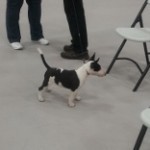 MiniBullCropped