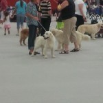 WhiteGoldens (263x350)
