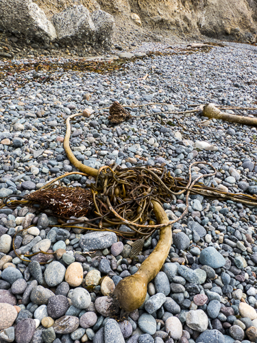 Kelp on the Beach