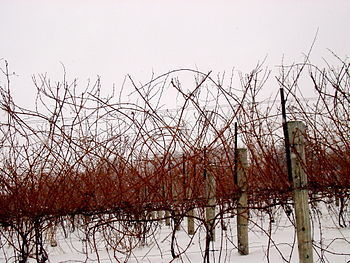 Pruning words: An example of what grapevines look like before...