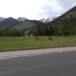 Elk