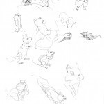 Squirrels and chipmunks