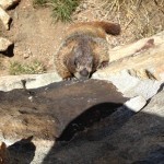 Yellow-bellied Marmot licking rocks!