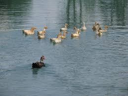 outsider