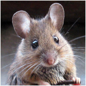 mouse1